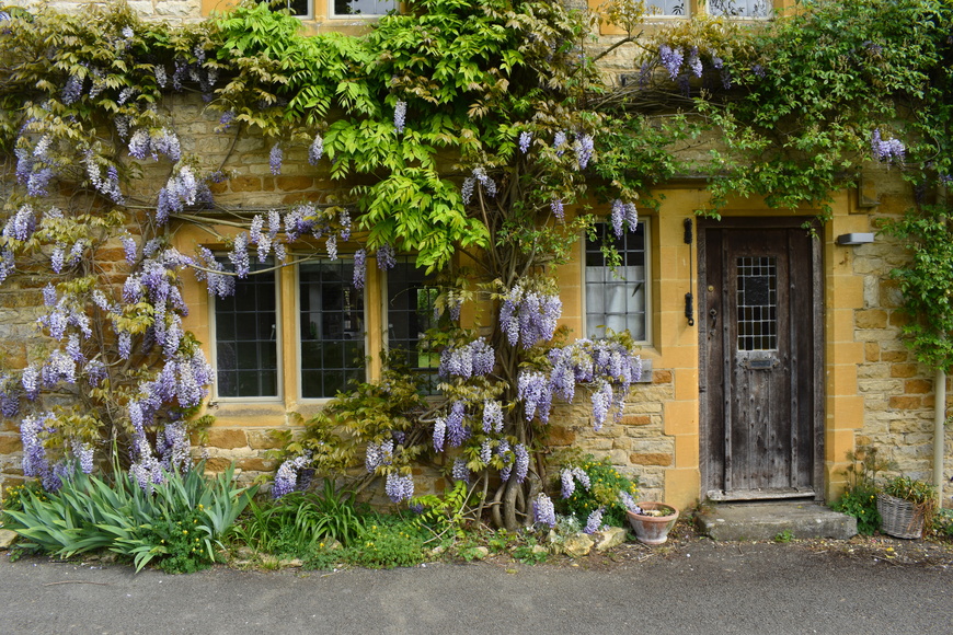 Exterior of luxury two bedroom Airbnb cottage in the Cotswolds. Acacia tree over stone facade of traditional old fashioned property.